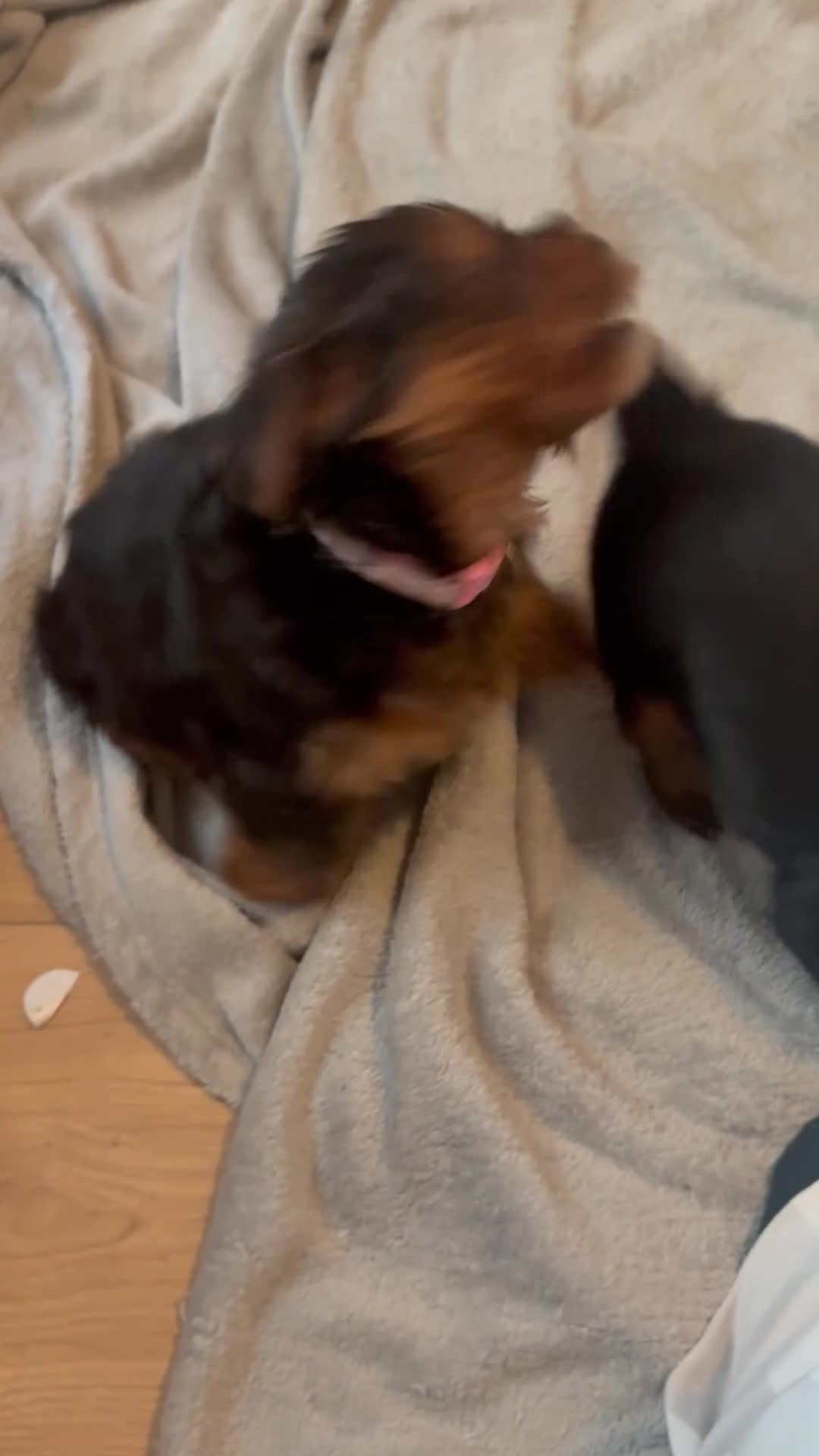 Yorkshire Terrier dogs for sale: Beautiful Yorkie pups ready to leave now  - Video 1