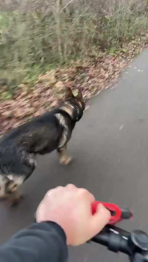 German Shepherd dogs for sale: Czech (DDR) Working Line GSD-Experienced Home Only - Video 1