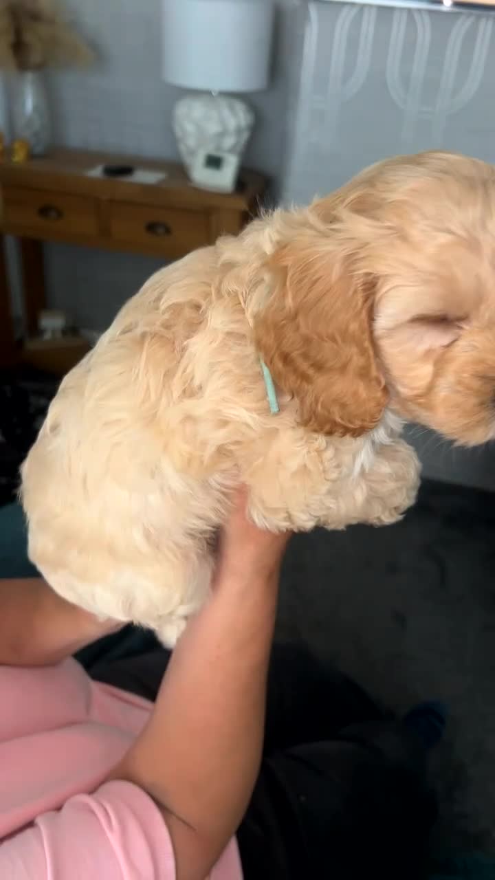 Cockapoo dogs for sale: Cockapoo puppies looking for forever homes  in Sunderland - Video 2