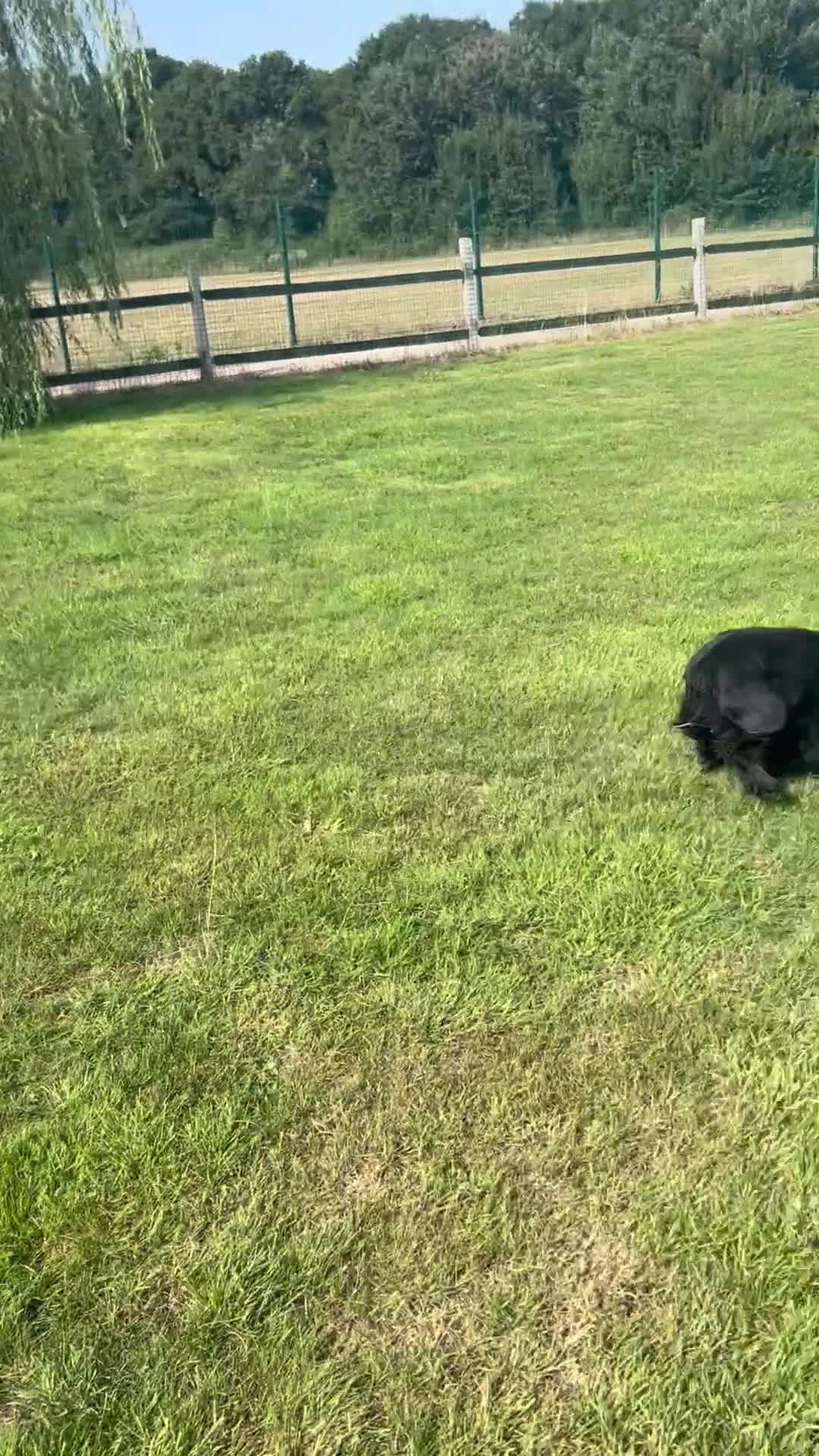 Cocker Spaniel dogs for sale: Beautiful cocker spaniel  - Video 1