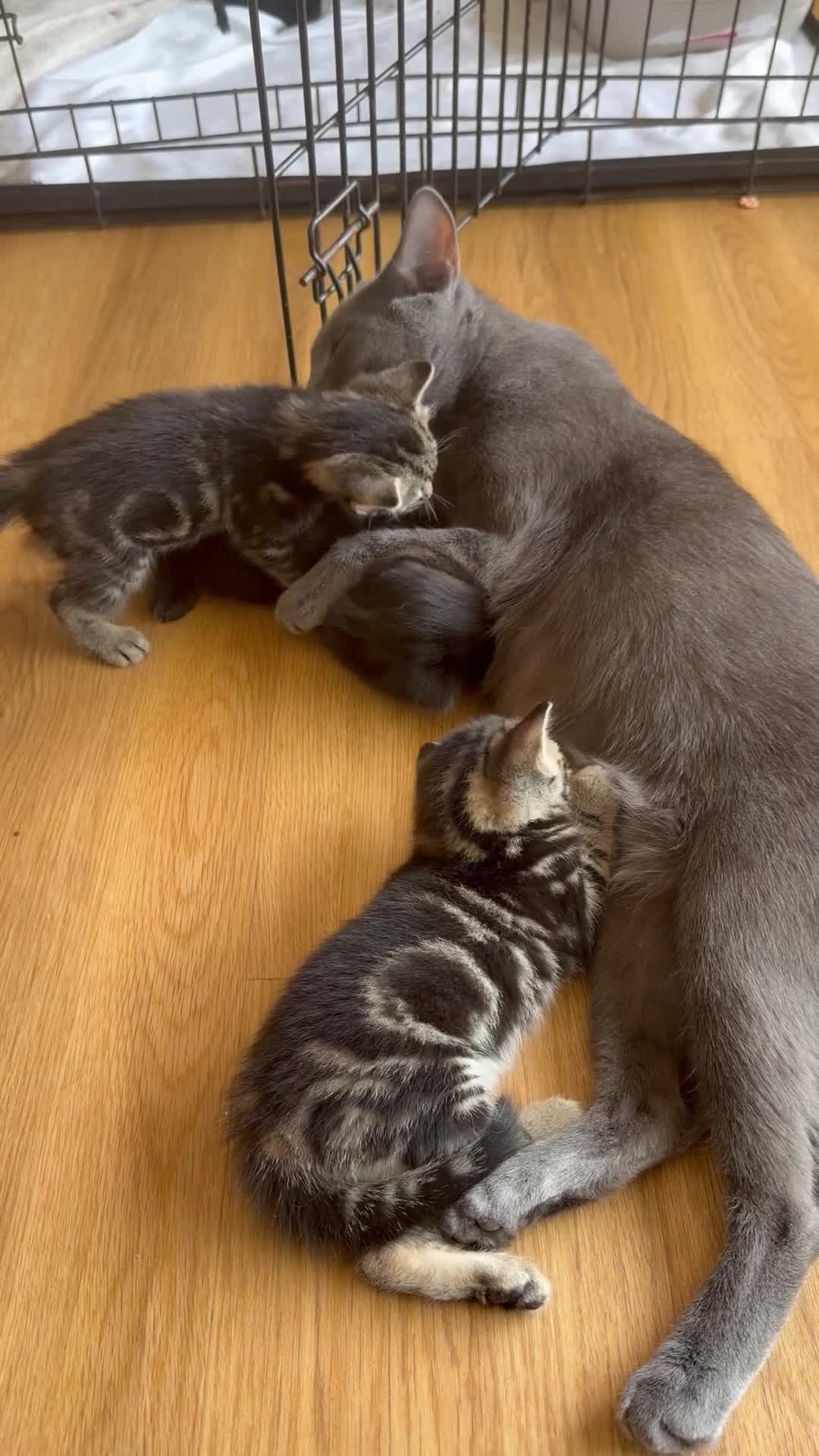 Russian Blue cats for sale: Balus kittens - Video 1