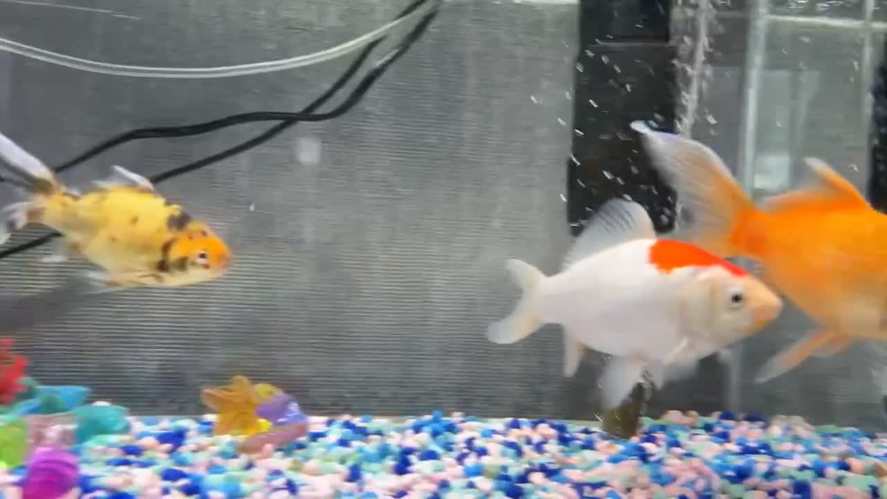 Goldfish fish for sale: 3 gold fish, tank and accessories for sale  - Video 1