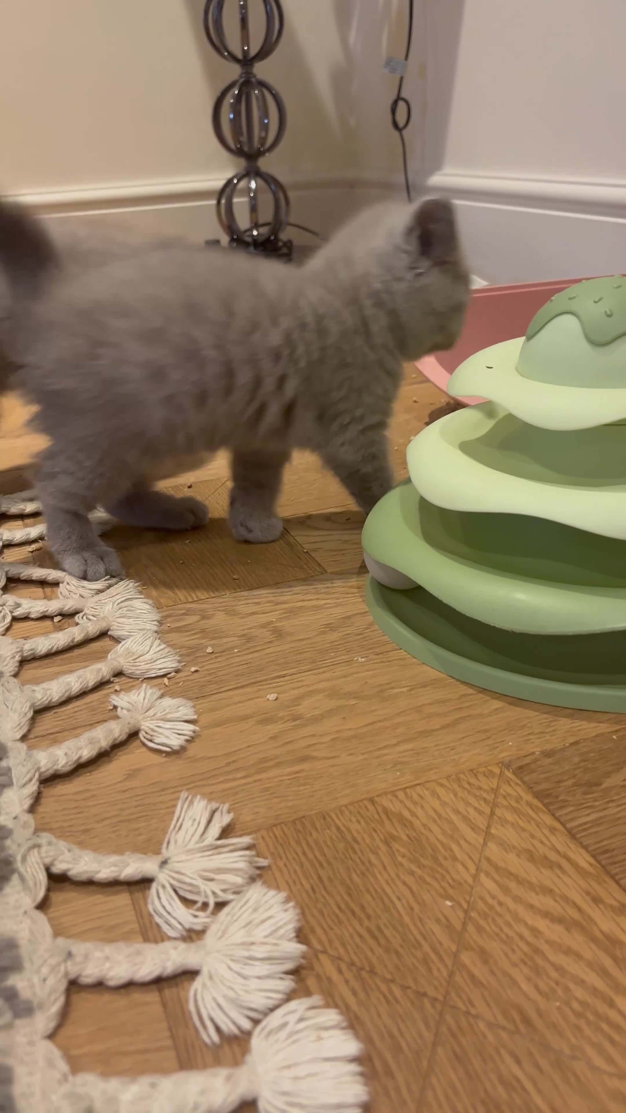 British Shorthair cats for sale: LILAC & BLUE MALE BRITISH SHORTHAIRS - Video 3