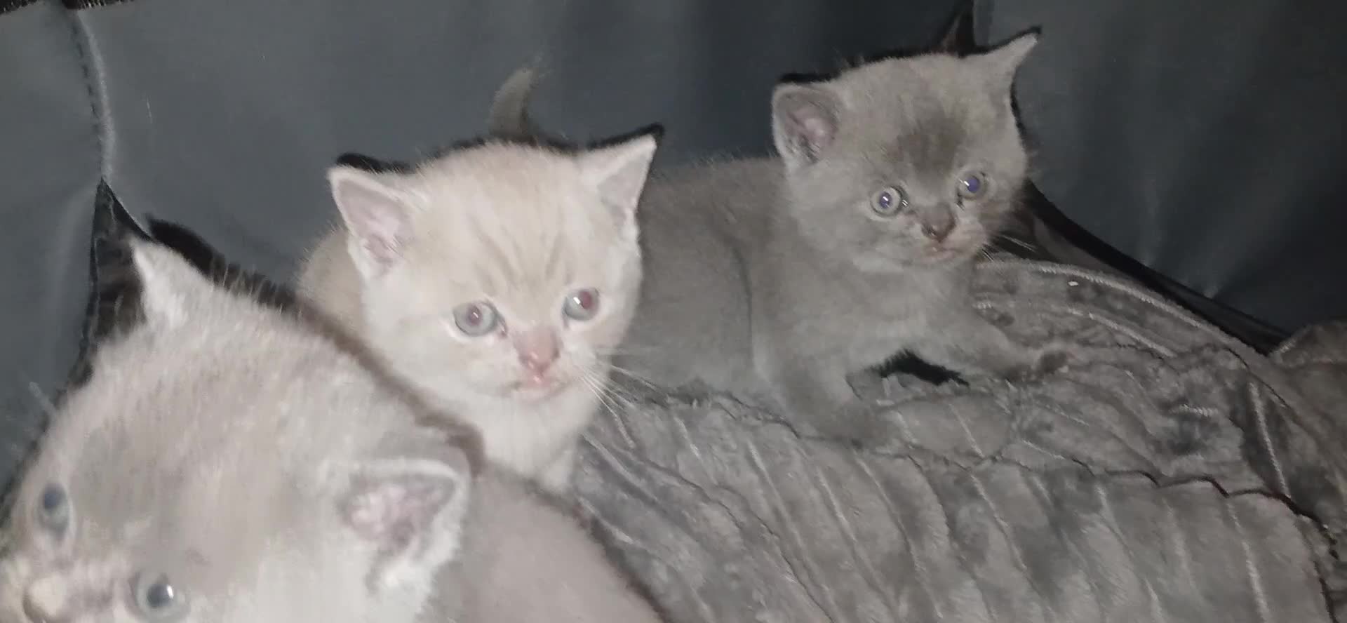 British Shorthair cats for sale: Pedigree British shorthair - Video 1