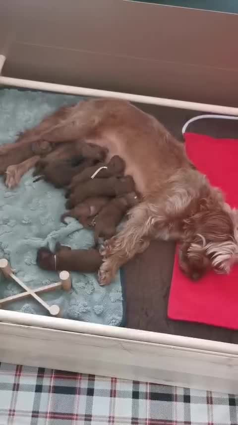 Cockapoo dogs for sale: 8 home raised red F1B cockapoos 3 girls/5 boys - Video 1