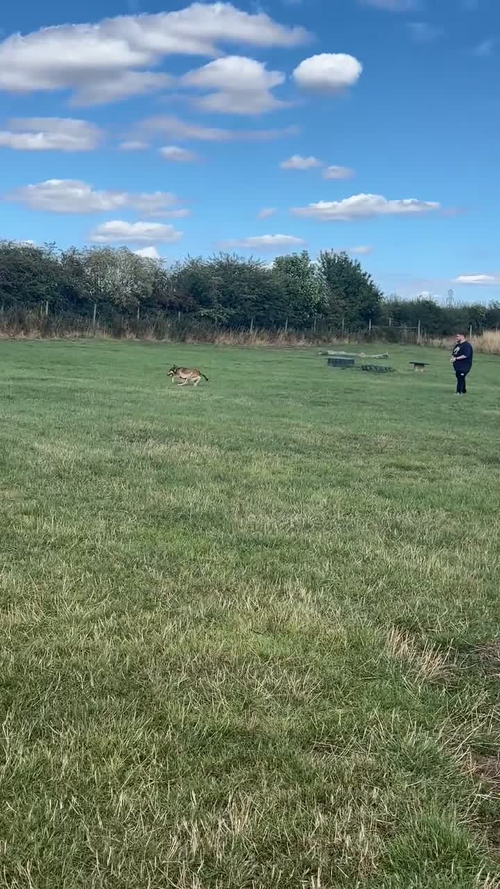 Mixed Breed dogs for sale: Ronnie  - Video 2