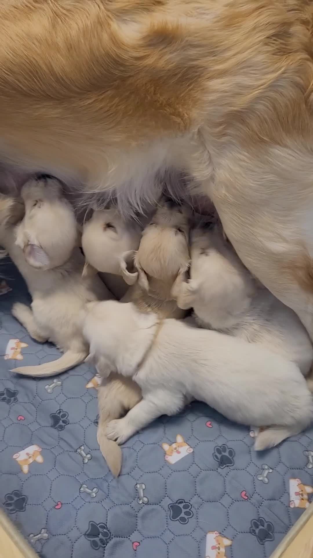 Golden Retriever dogs for sale: Stunning Golden Retriever puppies  - Video 3