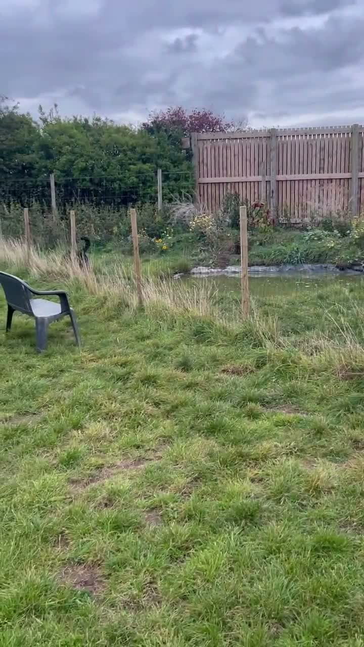 Mixed Breed dogs for sale: rehoming - Video 1