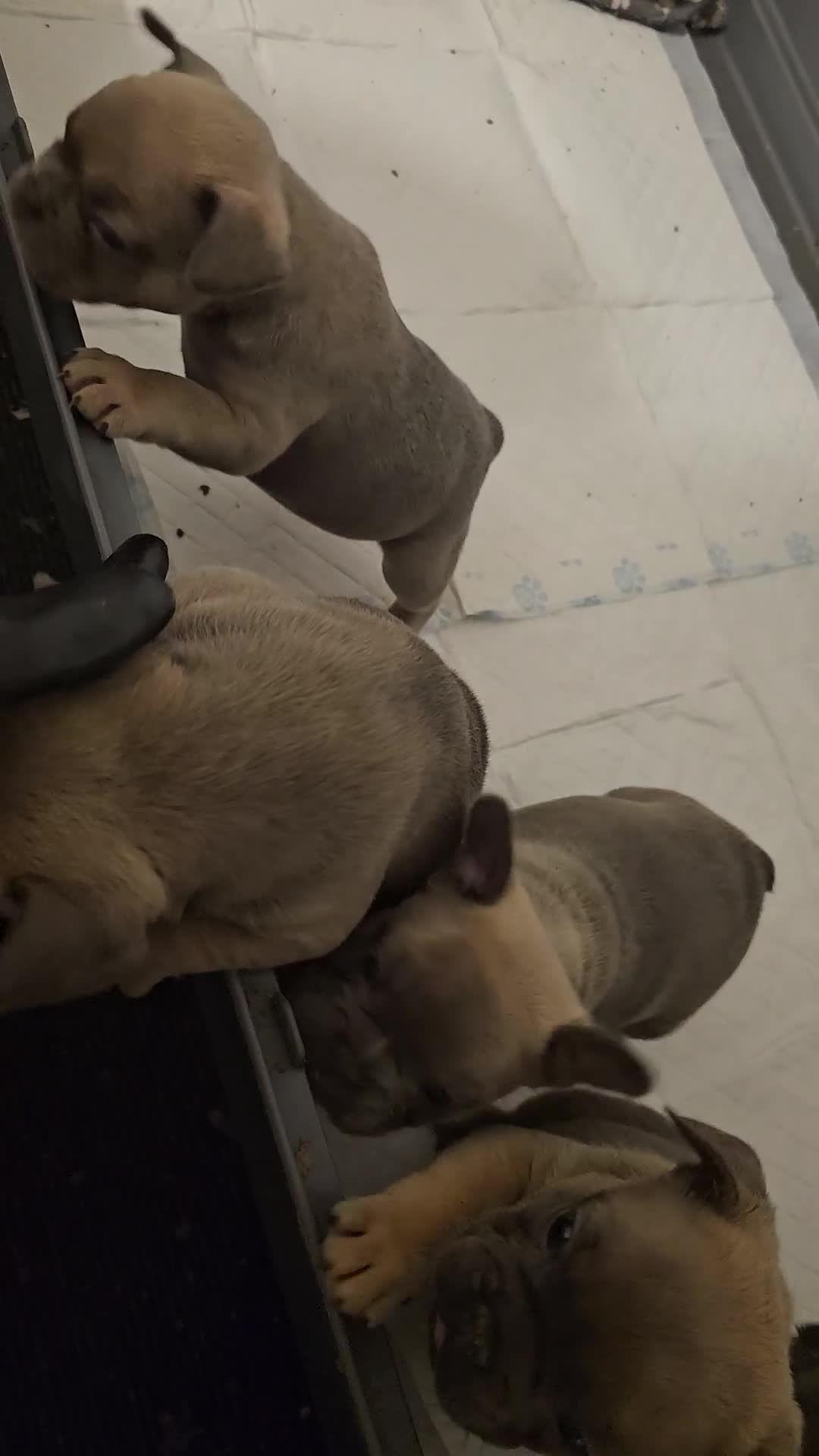 French Bulldog dogs for sale: Beautiful french bulldog puppies  - Video 2
