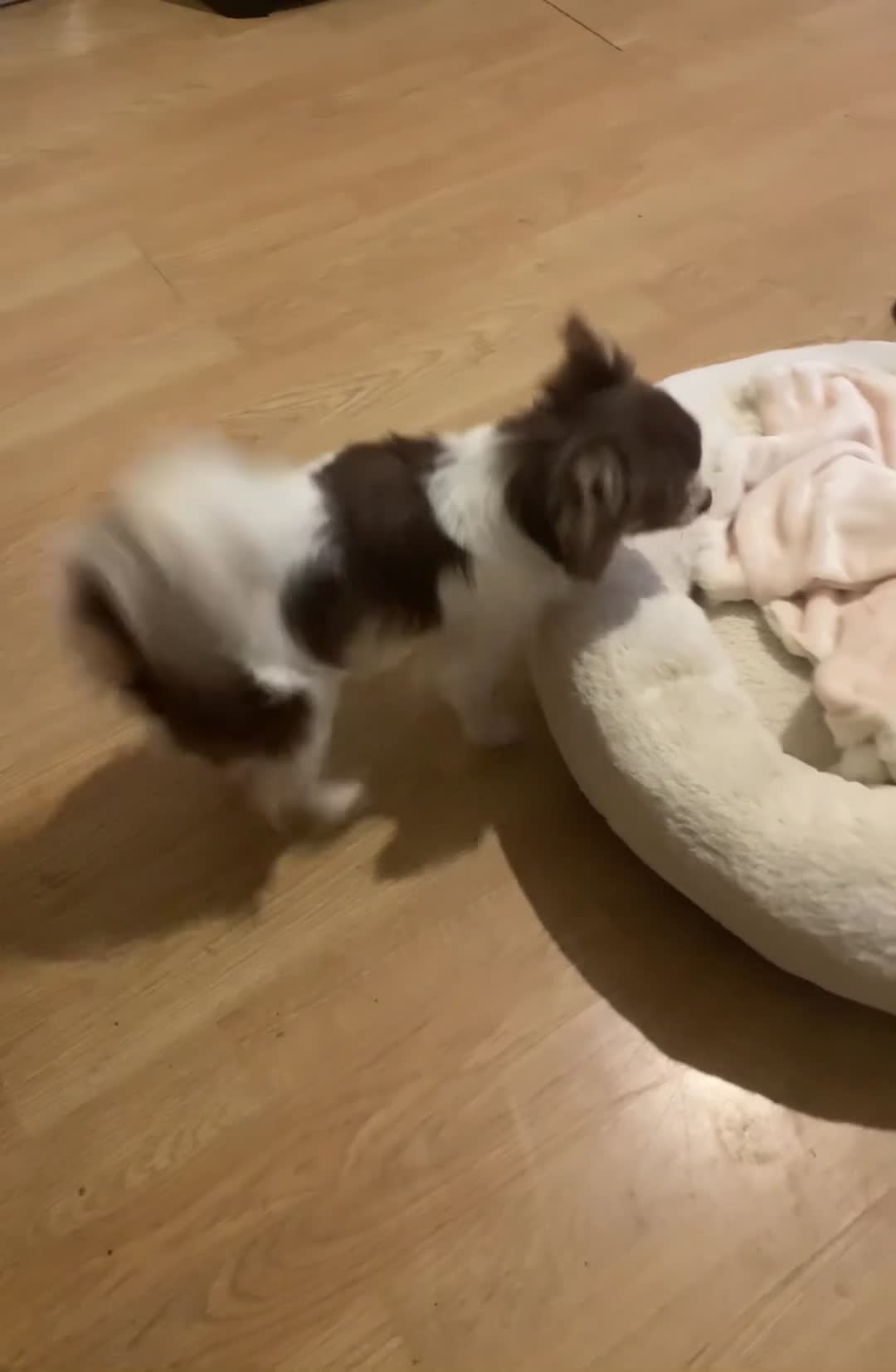 Chihuahua dogs for sale: Stunning chocolate tan & white Chihuahua Sheffield - Video 2