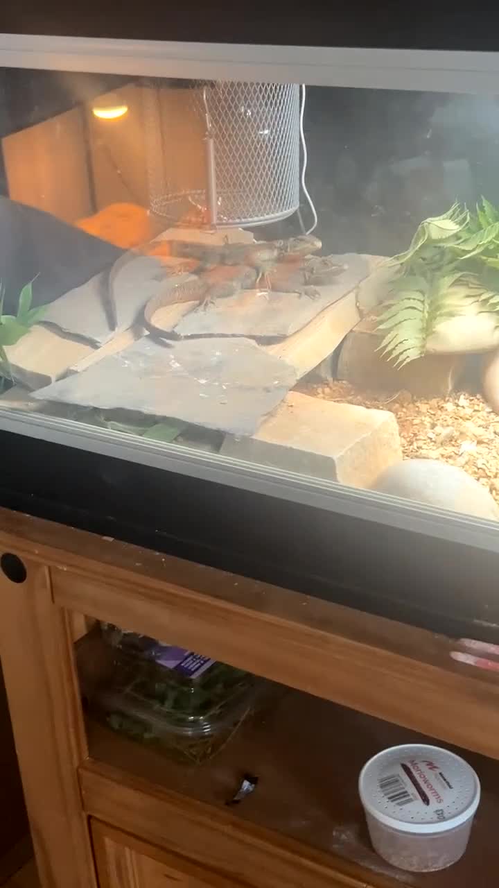 Dragon reptiles for sale: M&F Red headed Rock agama in Thornton-Cleveleys - Video 2