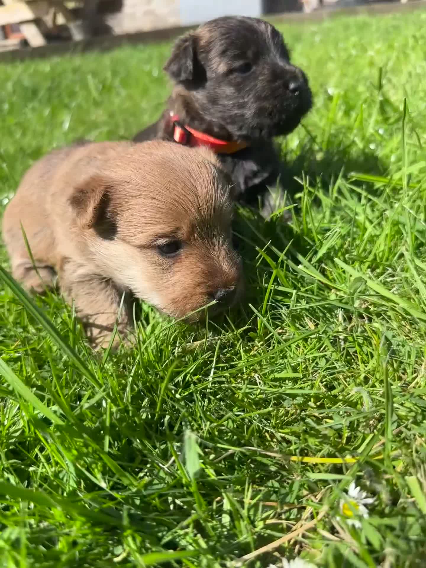 Mixed Breed dogs for sale: Welsh Terrier x Cairn Terrier Puppies - Video 1