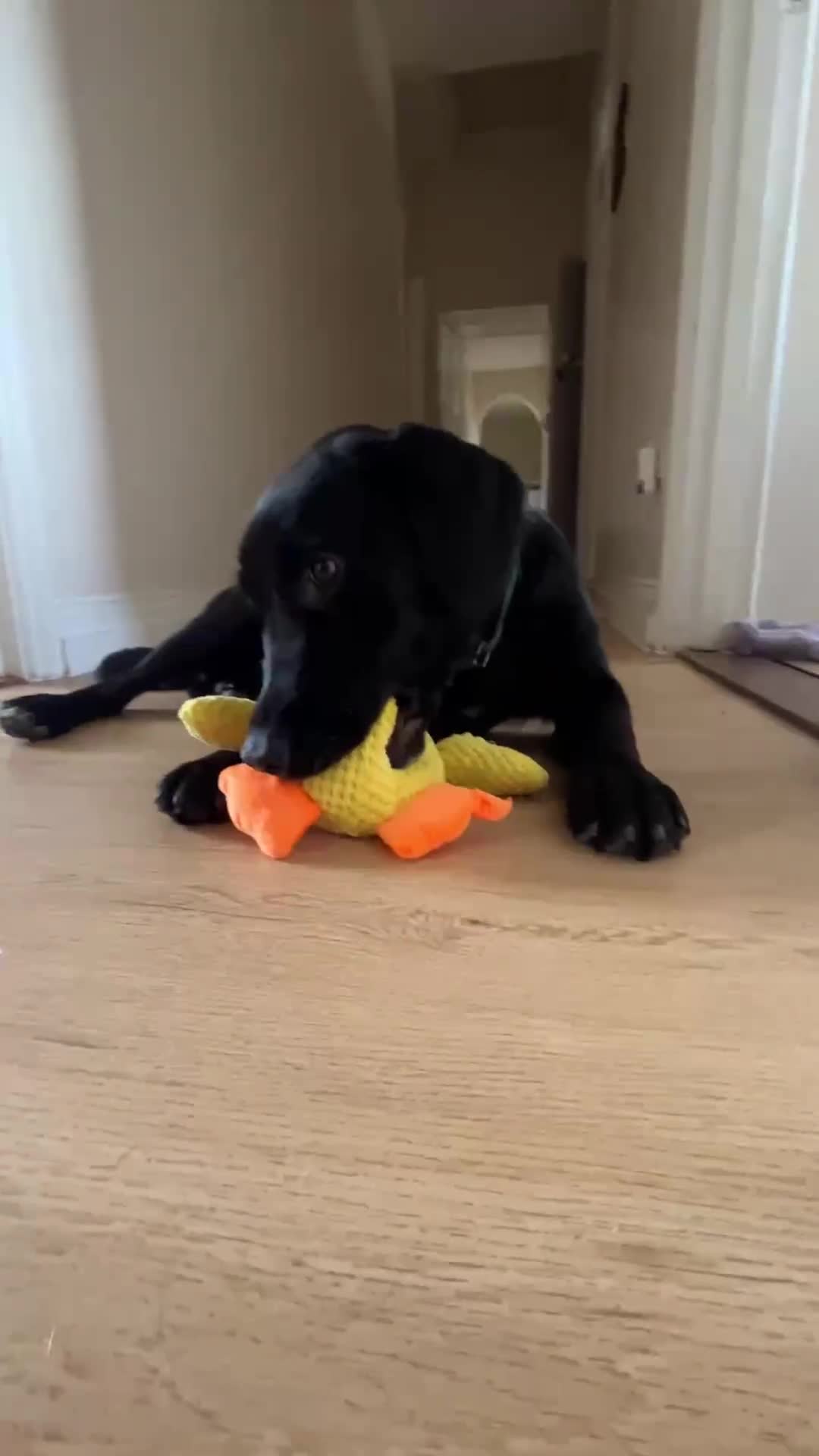 Mixed Breed dogs for sale: 8 Month Old Cocker Spanial x German Shepard Bruno - Video 1