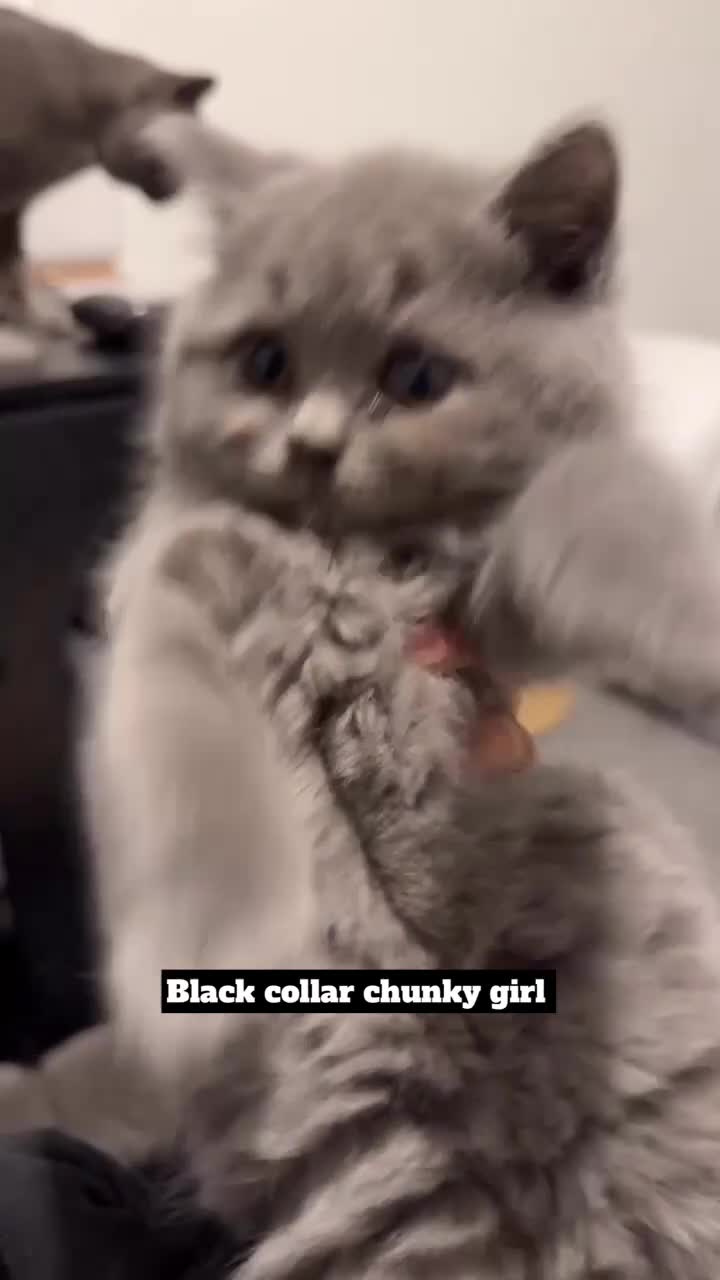 British Shorthair cats for sale: Full pedigree. Bsh kittens  - Video 3