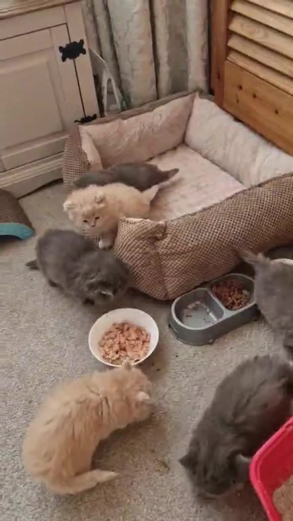 British Longhair cats for sale: Stunning British Longhair Kittens  - Video 1