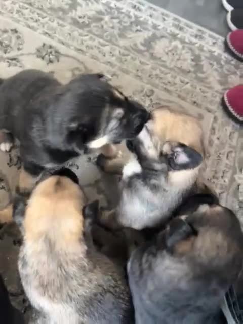 Shepsky dogs for sale: Shepsky - Video 3