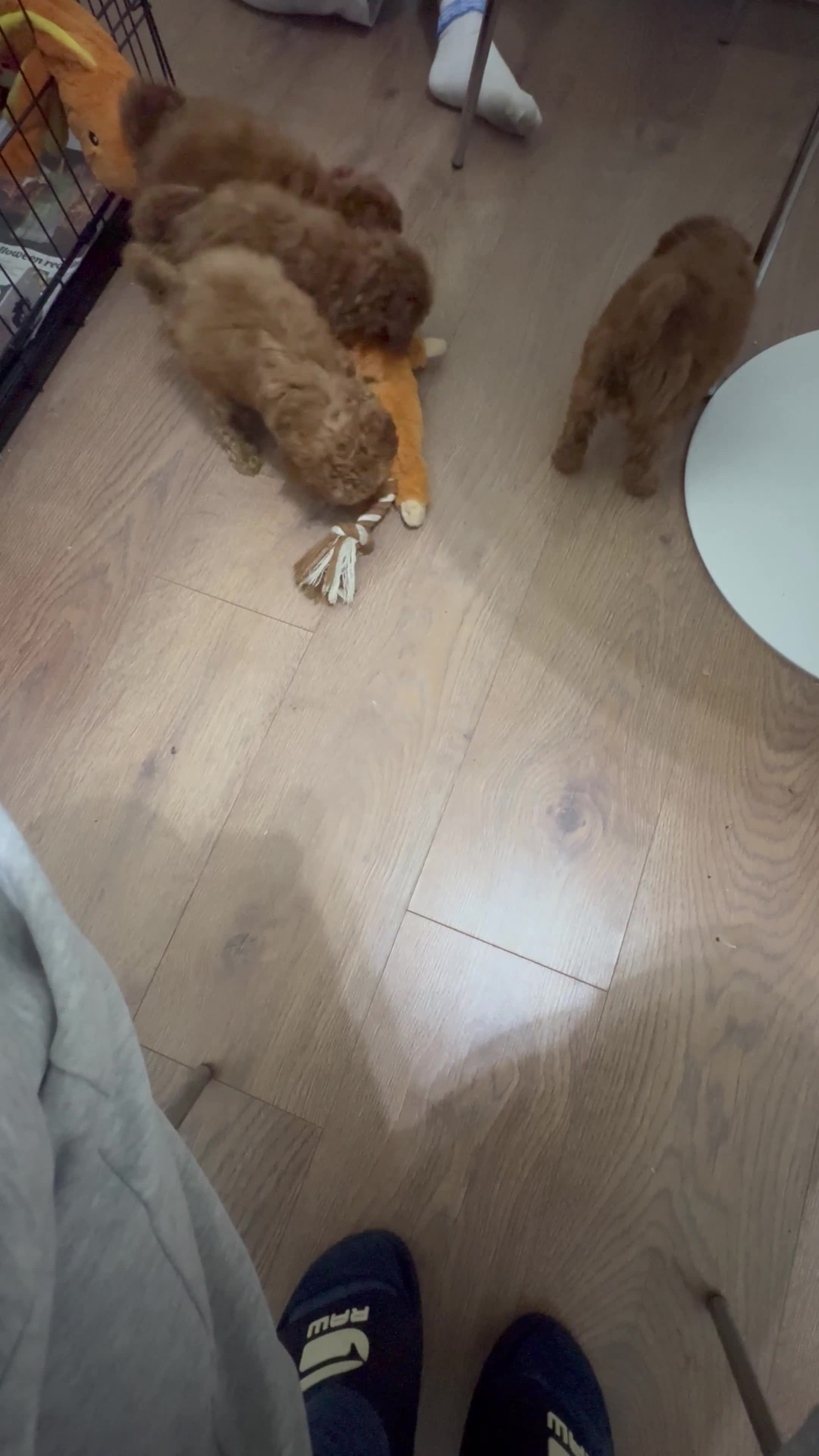 Miniature Poodle dogs for sale: 🐩 Outstanding Deep Red Miniature Poodle Puppies  - Video 2