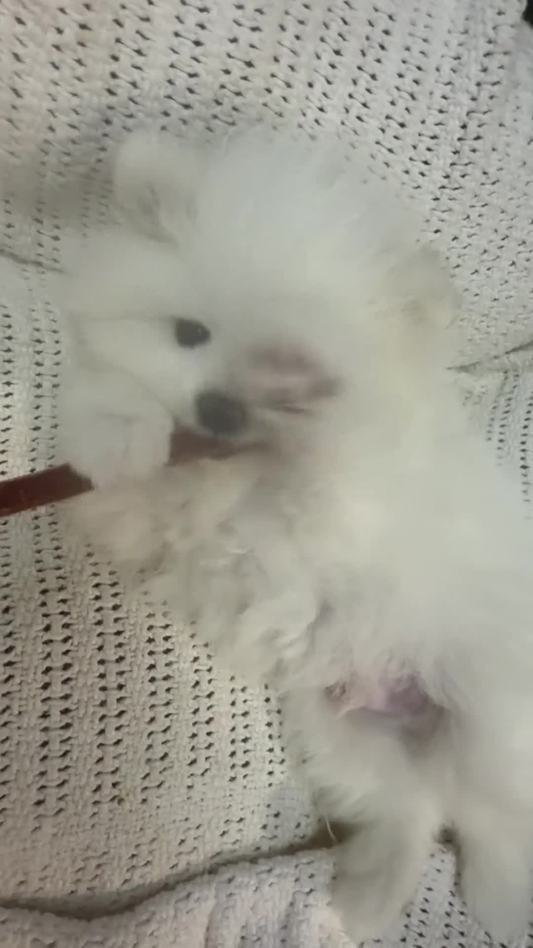 Pomeranian dogs for sale: Stunning KC litter of fluffy white Pom puppy boy - Video 3
