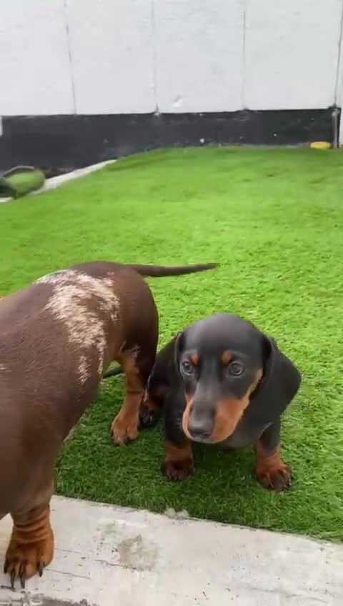 Miniature Dachshund dogs for sale: Stunning Miniature duscuhund  - Video 5