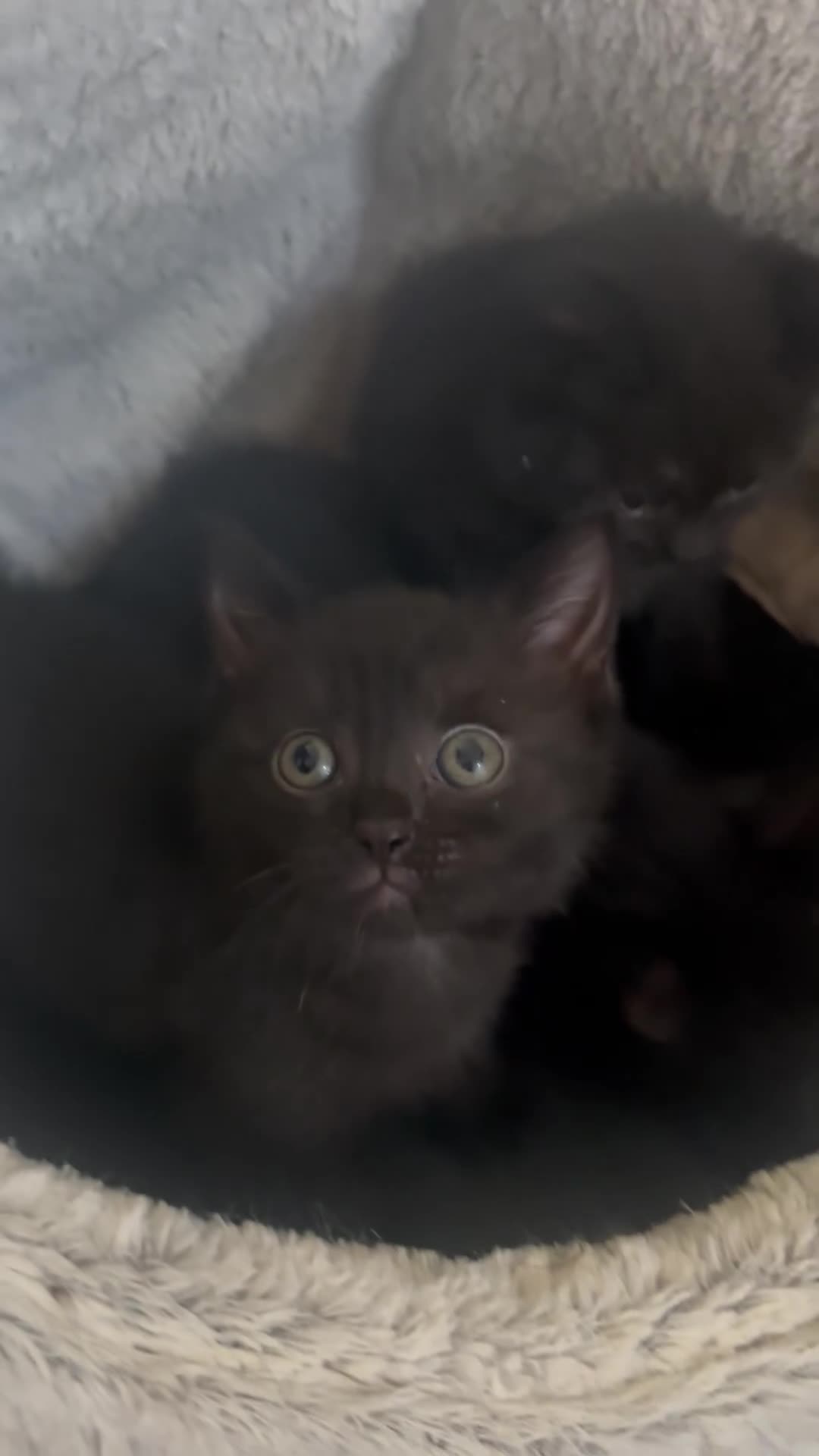 Mixed Breed cats for sale: 6 Beautiful Mixed British Shorthair Kittens  in Derby - Video 1