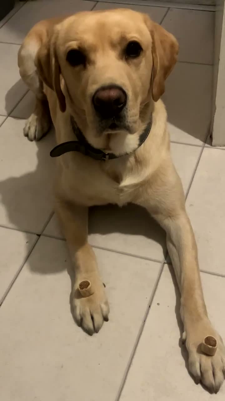 Labrador Retriever dogs for stud: 🐾💙 HANDSOME LABRADOR AVAILABLE FOR STUD💙🐾 - Video 1