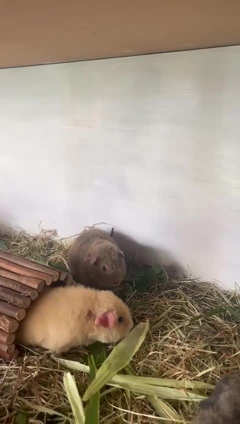 Guinea Pig rodents for sale: 2 female baby sows - Video 1