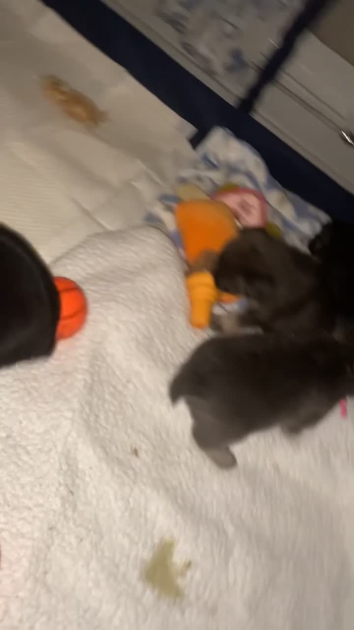 French Bulldog dogs for sale: 6 long haired French bulldogs for sale - Video 1