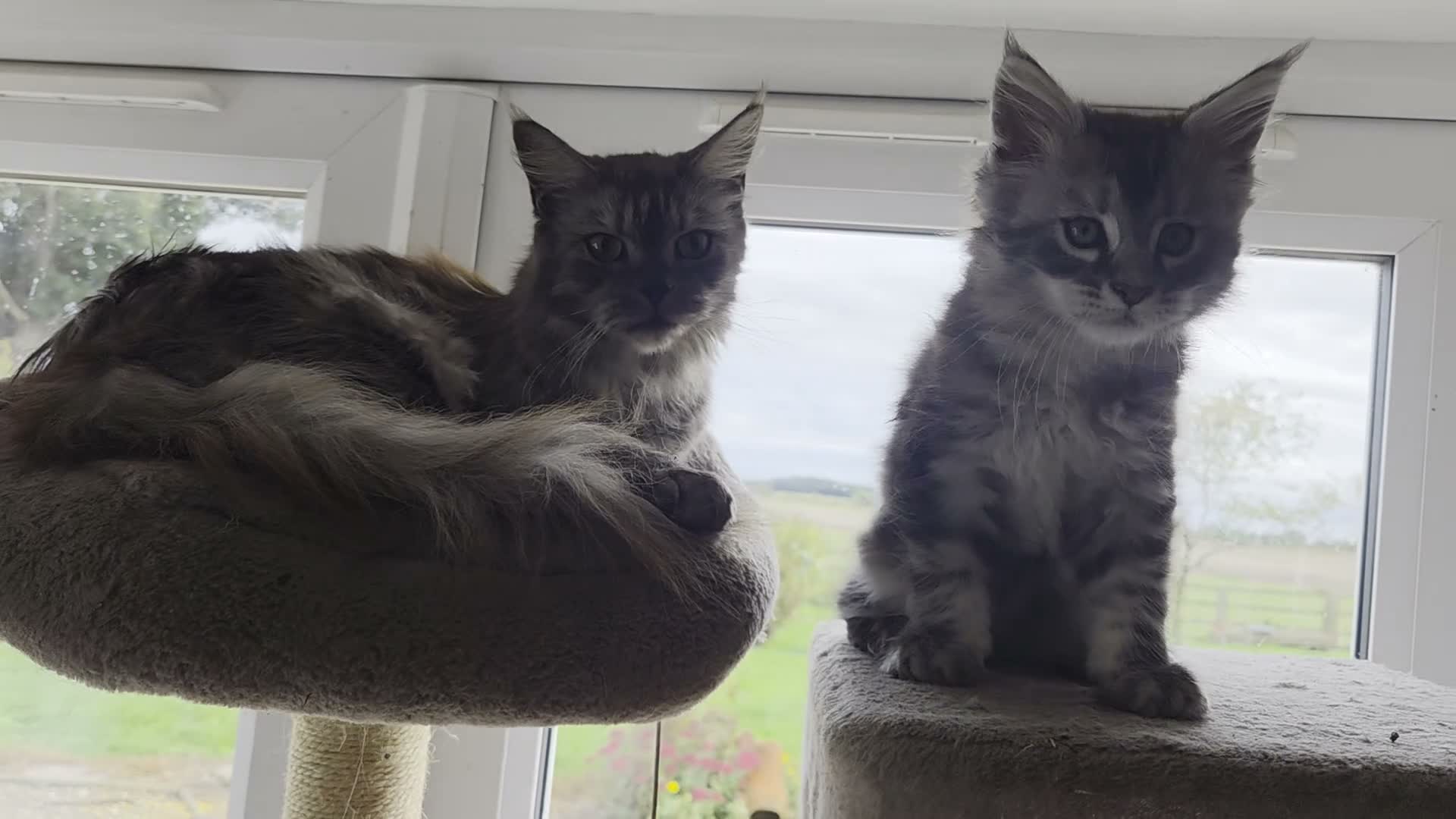 Maine Coon cats for sale: Maine coon Singleton kitten  - Video 1