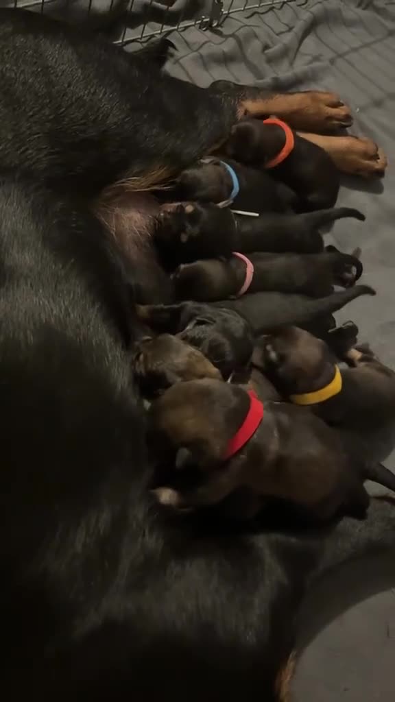 Mixed Breed dogs for sale: rottweiler and German Shepherd puppies - Video 1