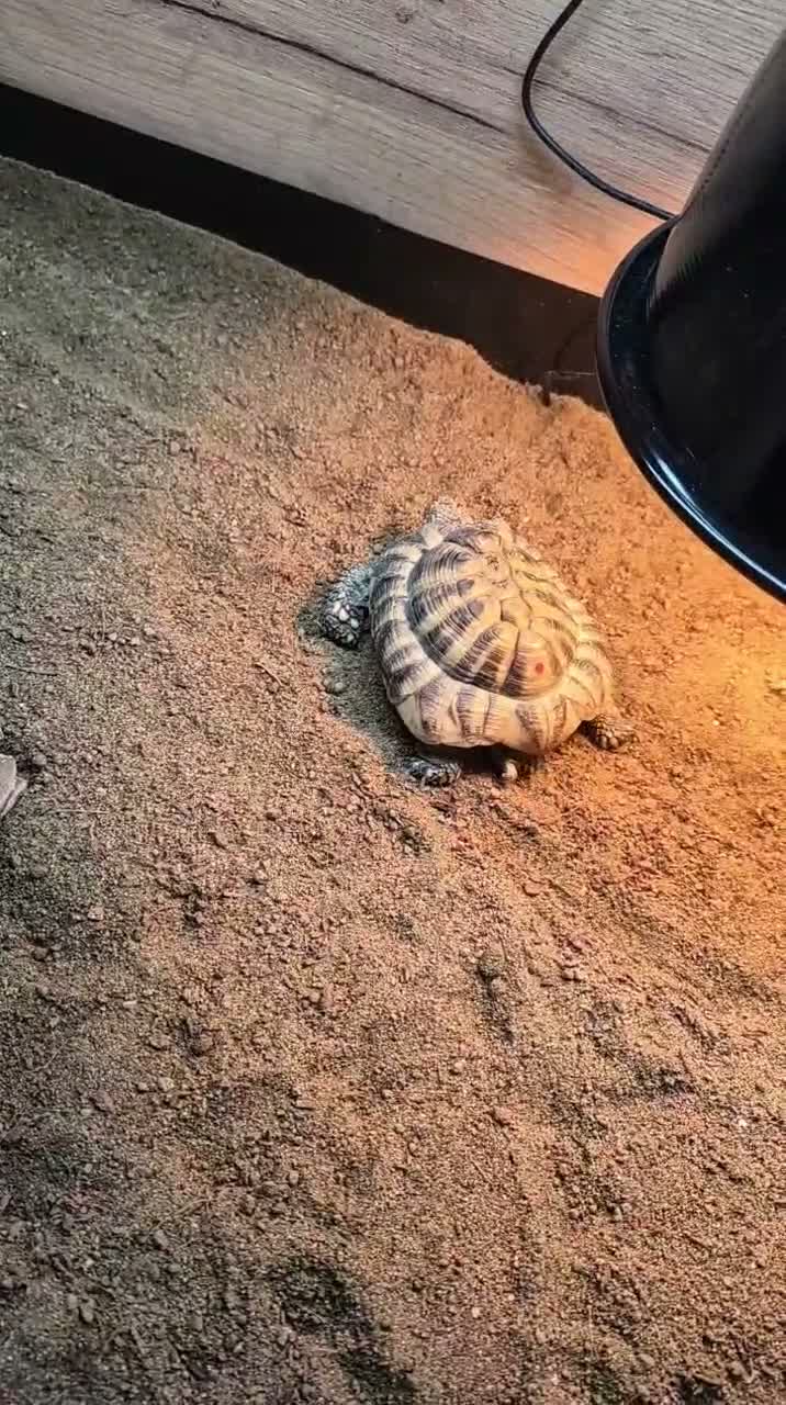 Hermann Tortoise reptiles for sale: Turbo the Hermann tortoise  - Video 2