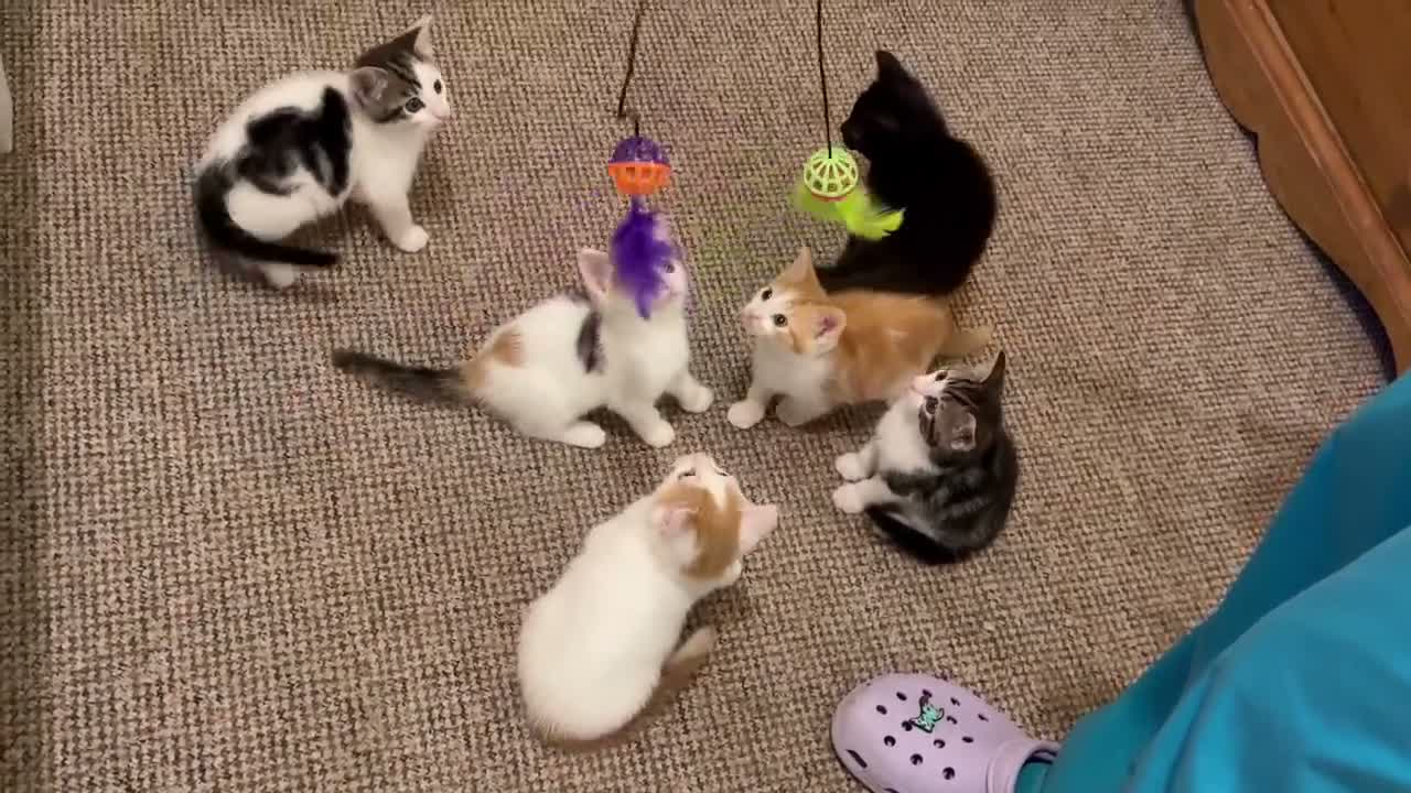 Mixed Breed cats for sale: 6 kittens for sale  in Exeter - Video 1