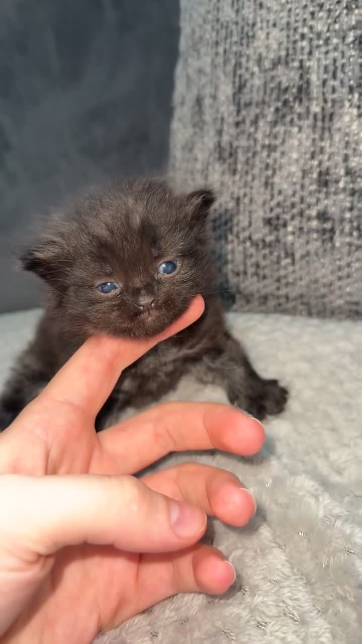 Mixed Breed cats for sale: BEAUTIFUL FLUFFY KITTENS *mixed breed*  - Video 1