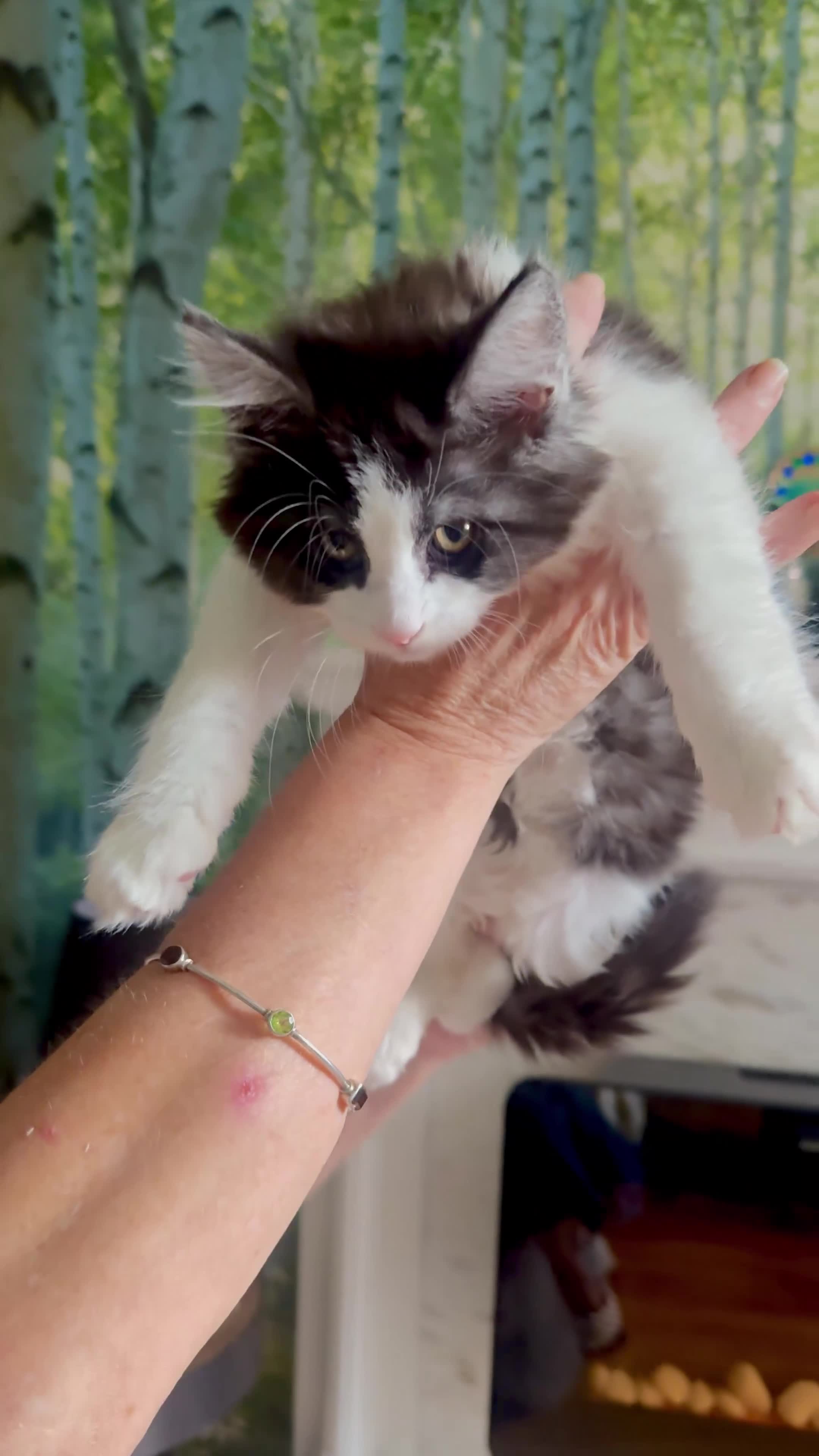 Maine Coon cats for sale: Stunning MaineCoon Kittens–Champion Bloodline - Video 3