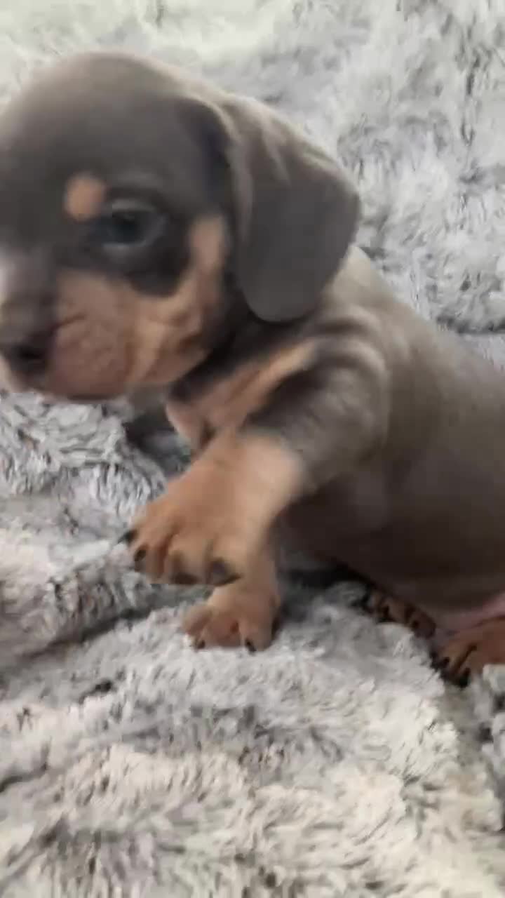 Mixed Breed dogs for sale: Bulldog x Mini Dachshund Puppies - Video 1