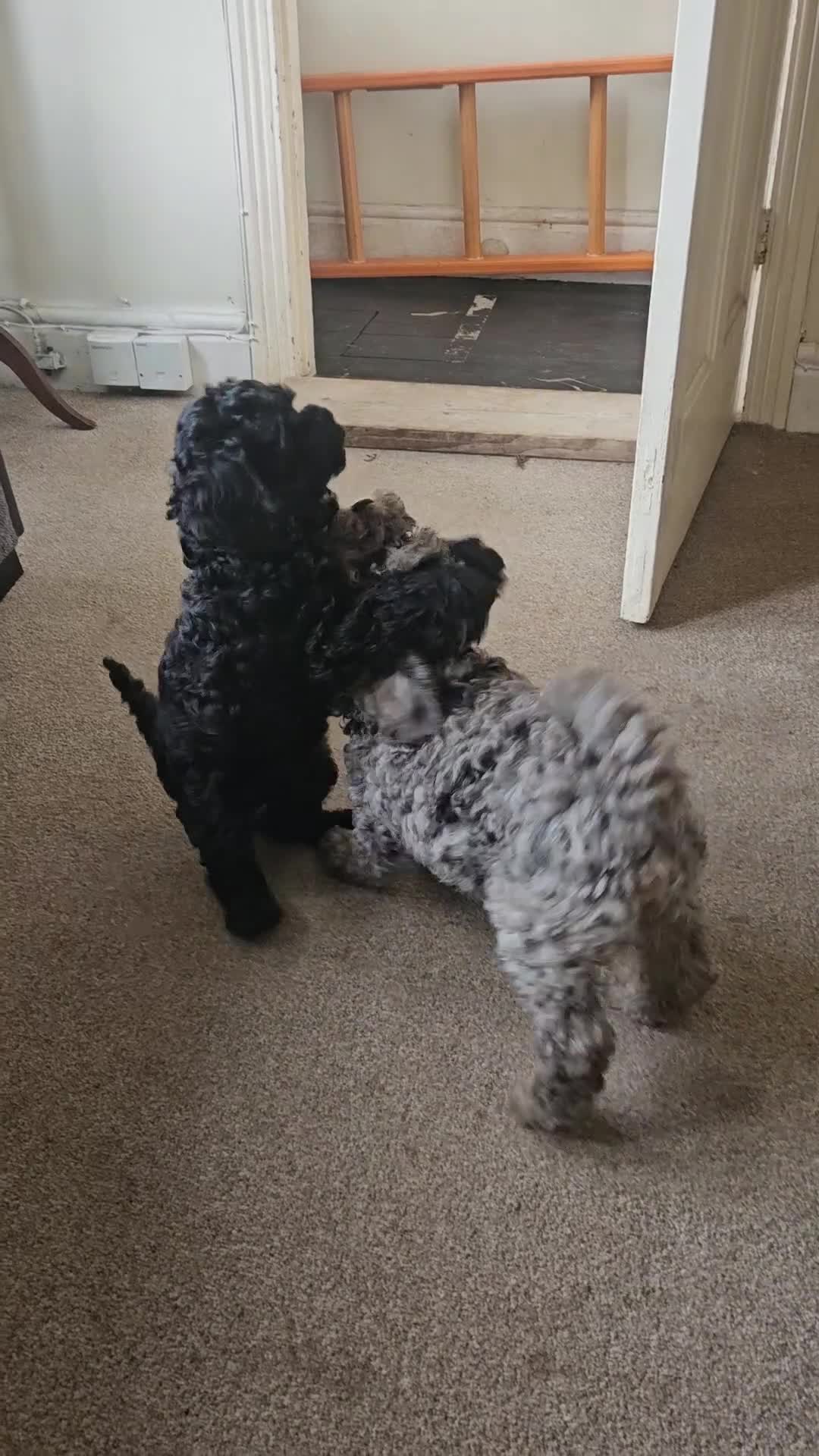 Cavapoo dogs for sale: READYtoday. Cavapoos puppies - Video 1
