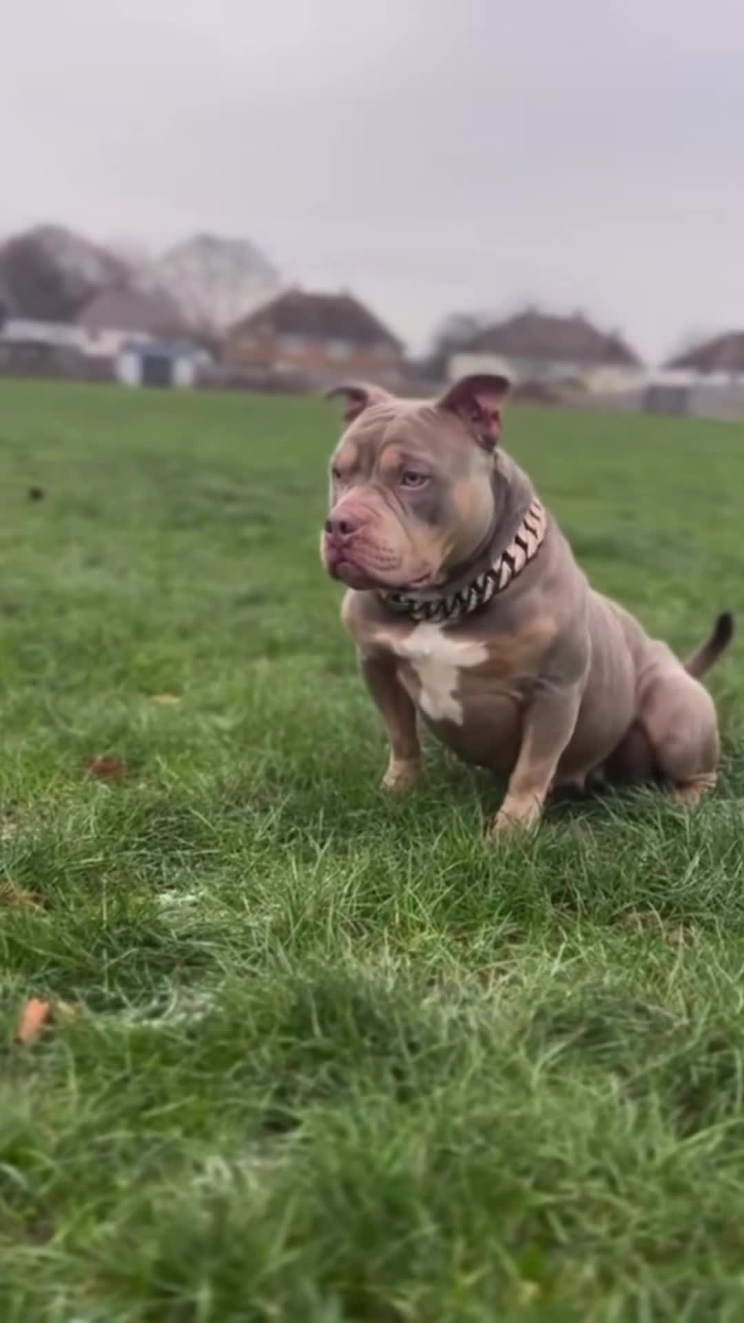 American Bully dogs for sale: ABKC REGISTERED POCKET BULLYS  - Video 2