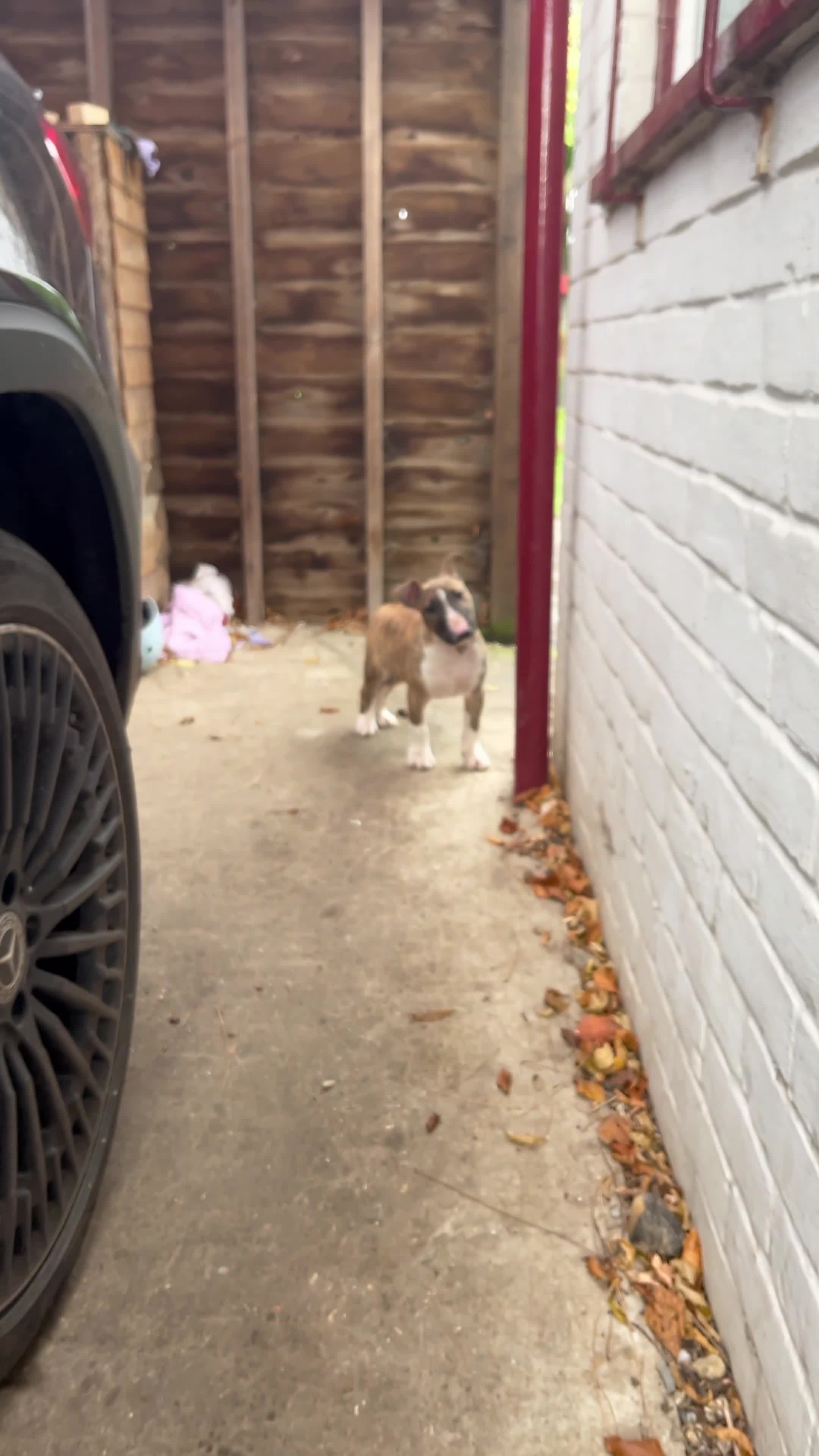 English Bull Terrier dogs for sale: English bull terrier male puppy  - Video 1