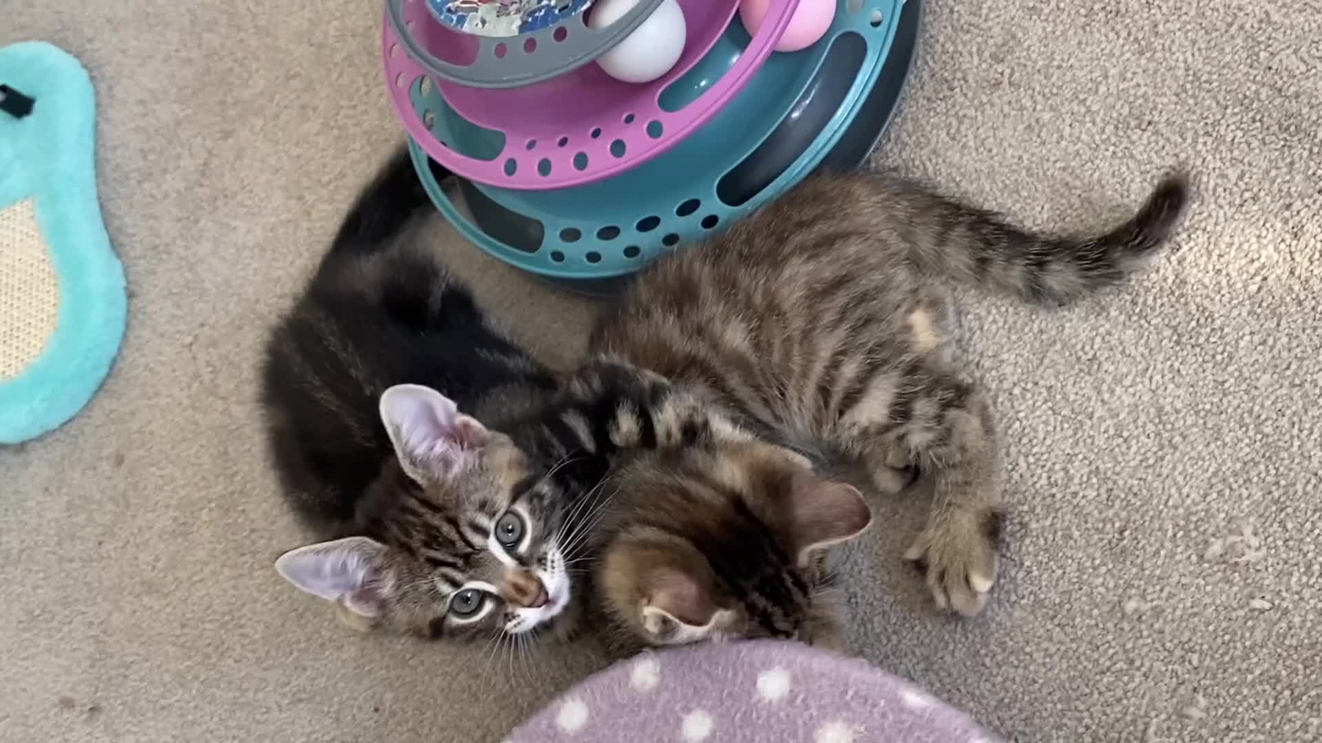 Mixed Breed cats for sale: Amiable mixed kittens  - Video 3