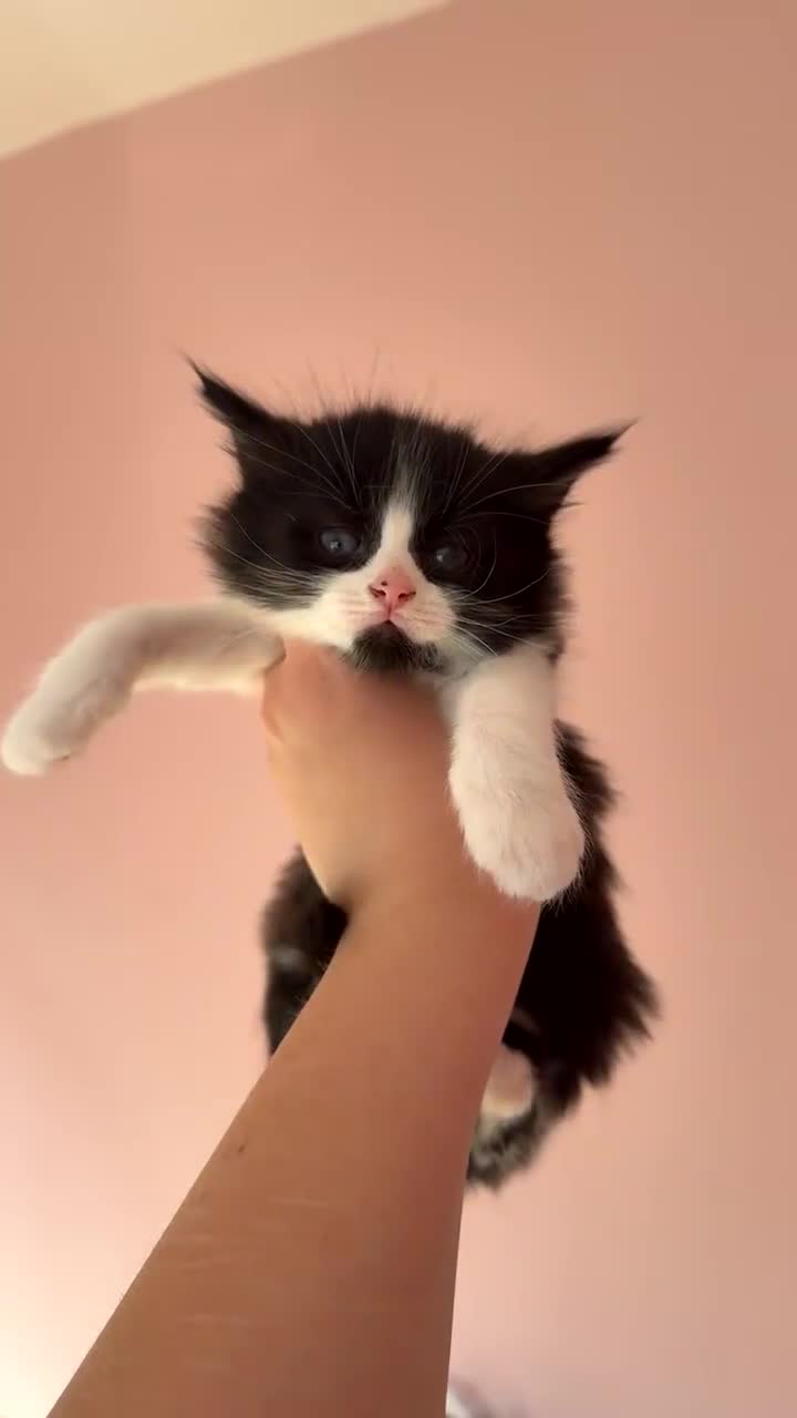 Mixed Breed cats for sale: Kittens - Video 1