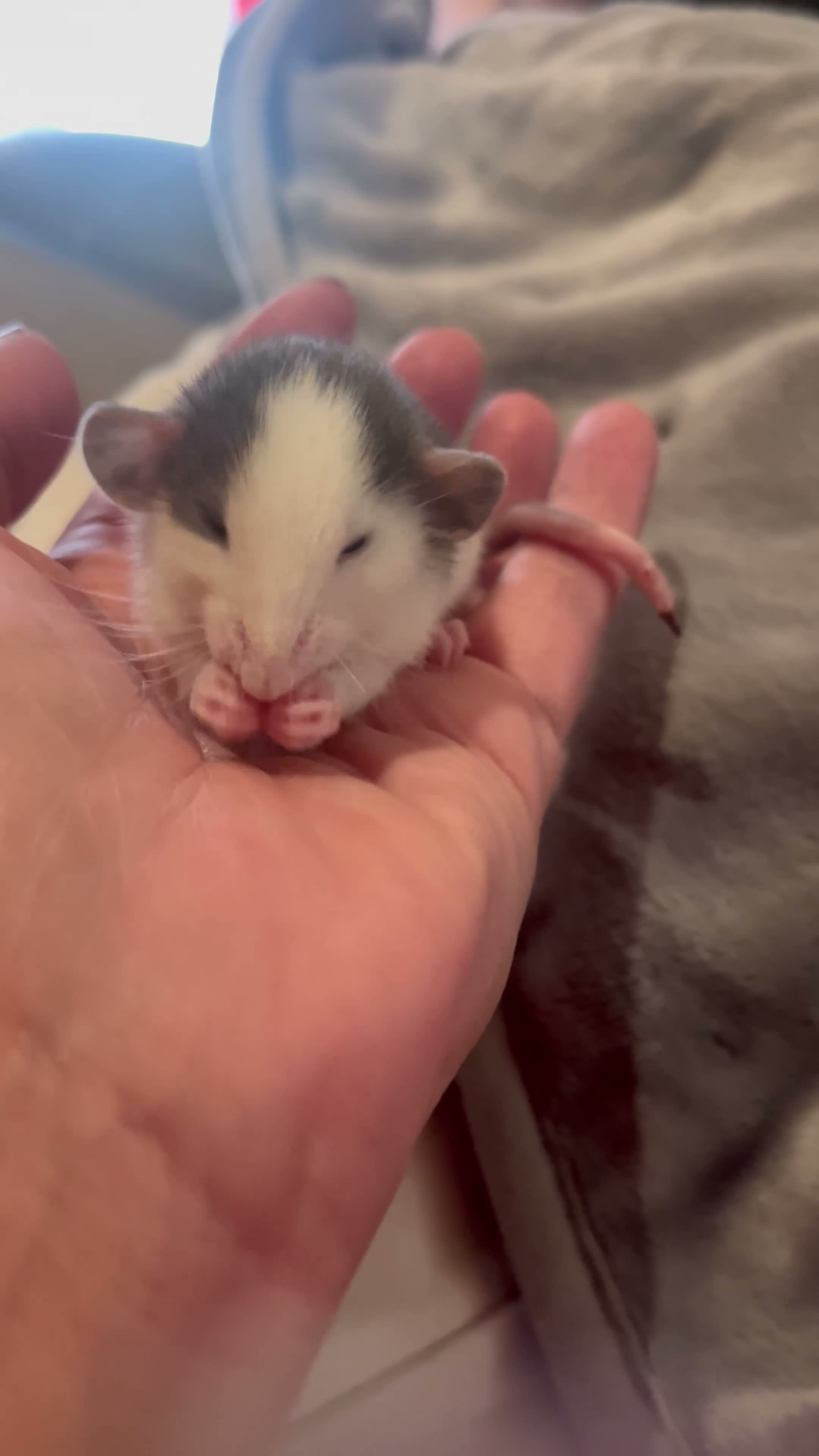 Rat rodents for sale: Baby Dumbo Rats Ready Now - Video 1