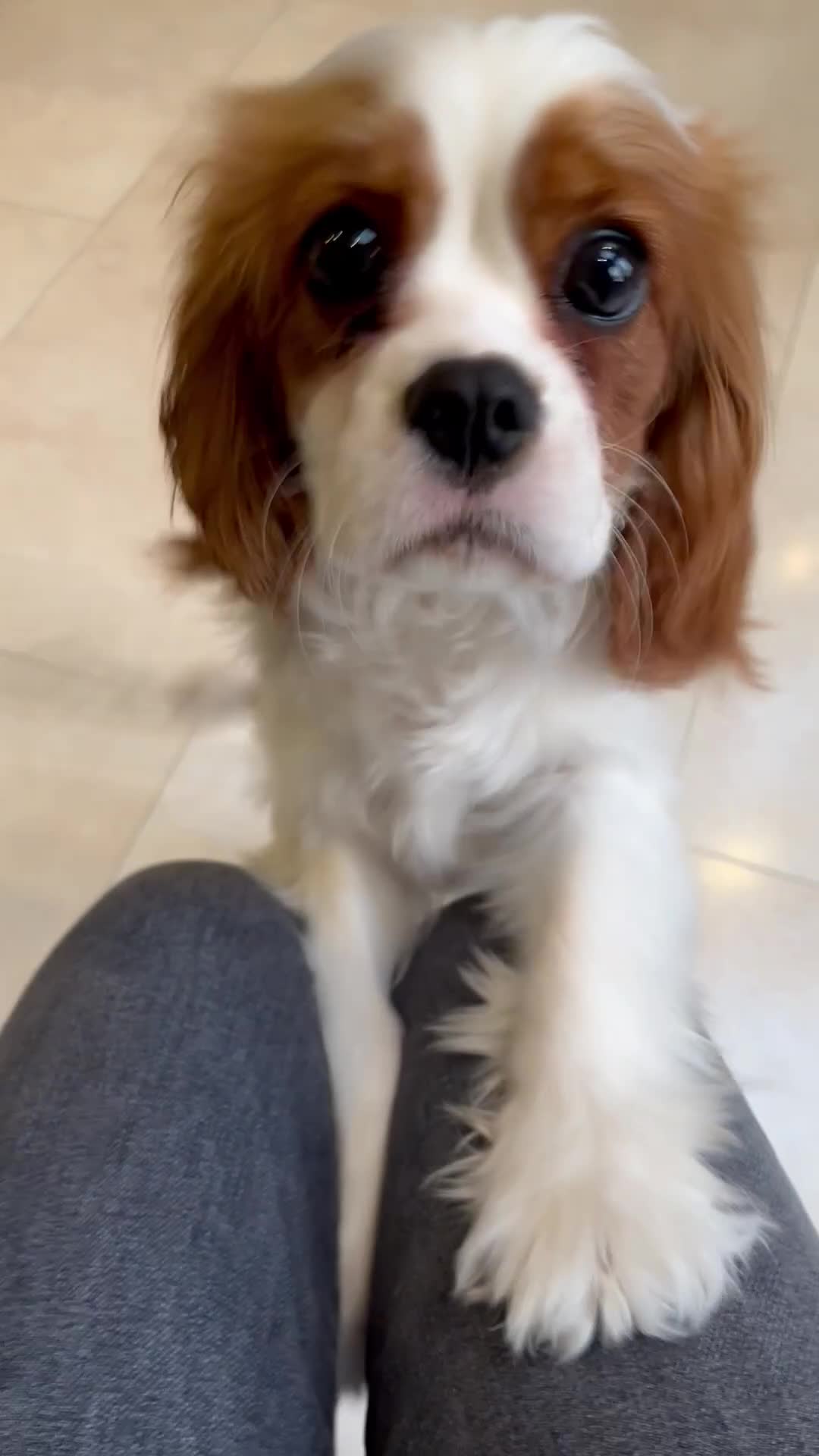 Cavalier King Charles Spaniel dogs for sale: Beautiful Blenheim Cavalier King Charles Spaniel - Video 1