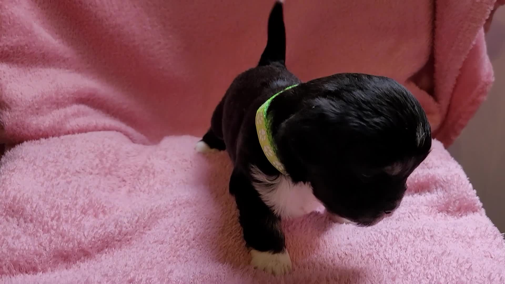 Lhasa Apso dogs for sale: Lhasa Apso — Ready to go! Beautiful Babies. - Video 2