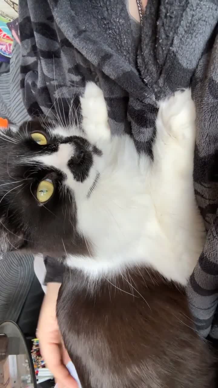 Ragdoll cats for sale: Rei Rei the Ragdoll - Video 4