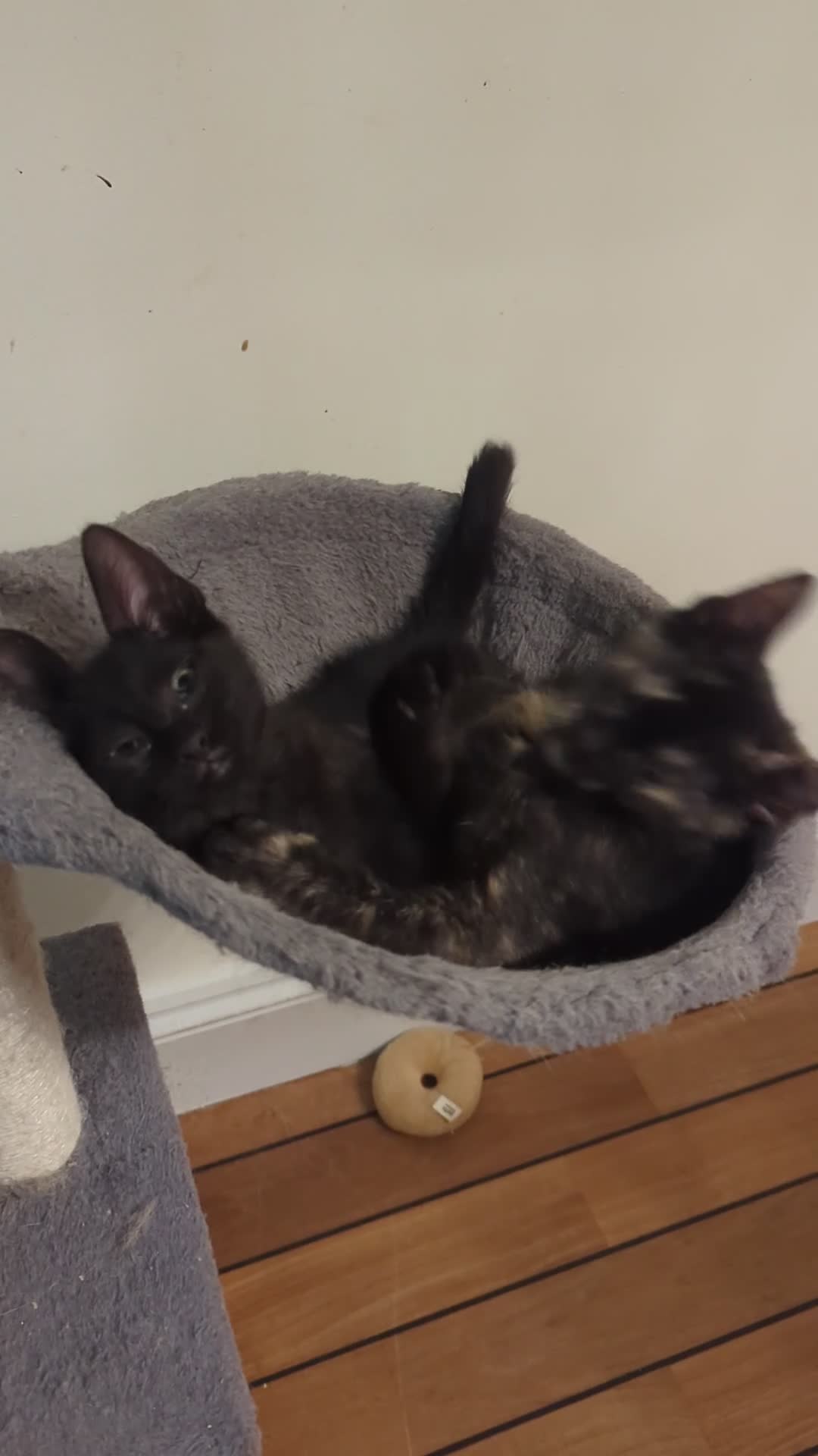 Mixed Breed cats for sale: Sphinx mother black and tortoise colour kittens in Ilford - Video 2