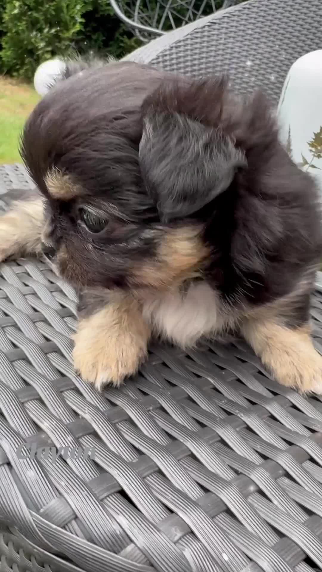 Chihuahua dogs for sale: KC long coat quality chihuahua Licensed breeder - Video 3