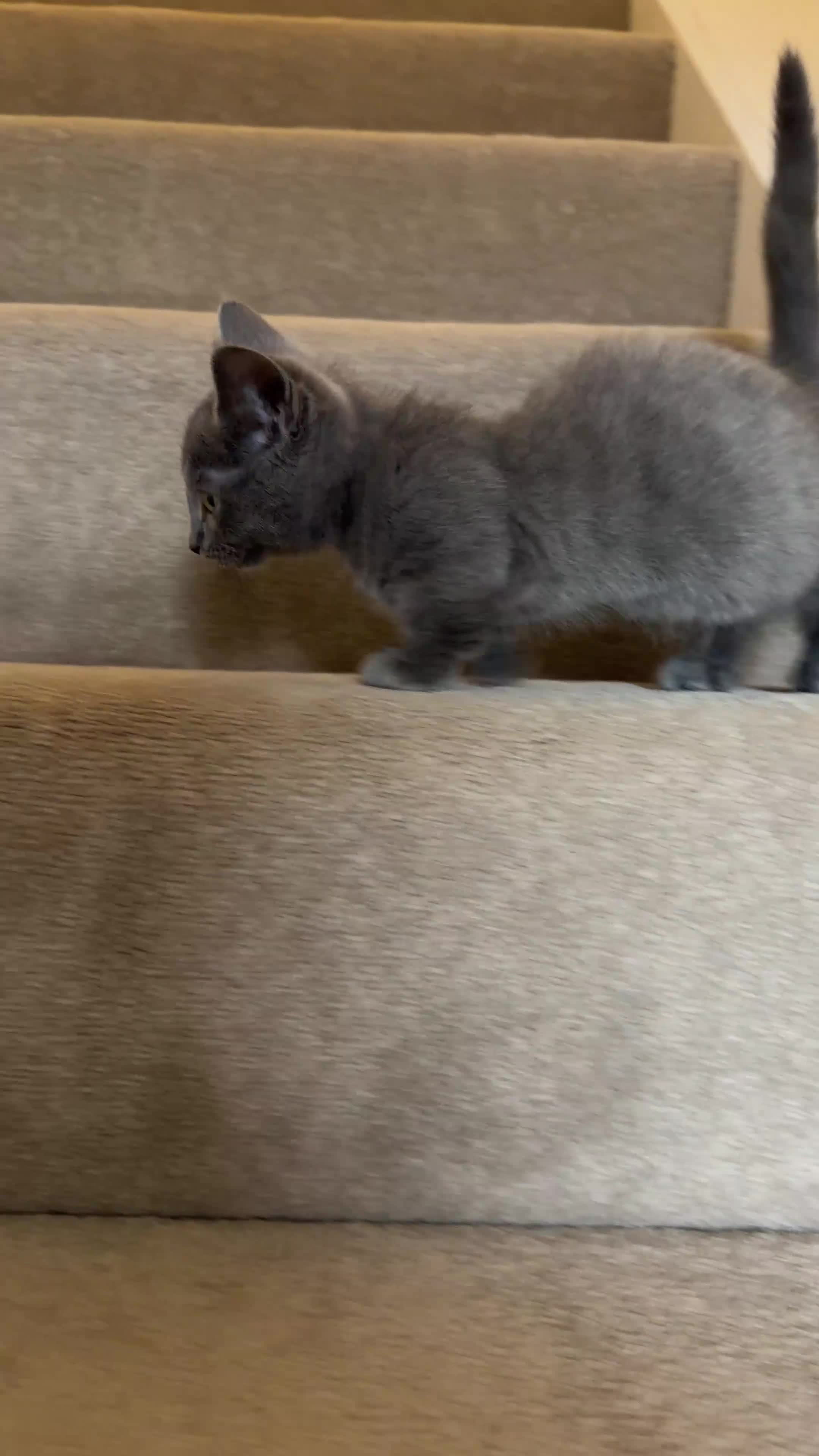 Munchkin cats for sale: REDUCED BLUE MINUET MUNCHKIN BOY -SUPER SHORT LEGS - Video 1
