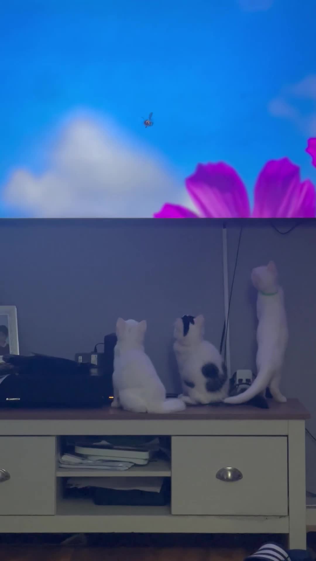 Mixed Breed cats for sale: Kittens - Video 2