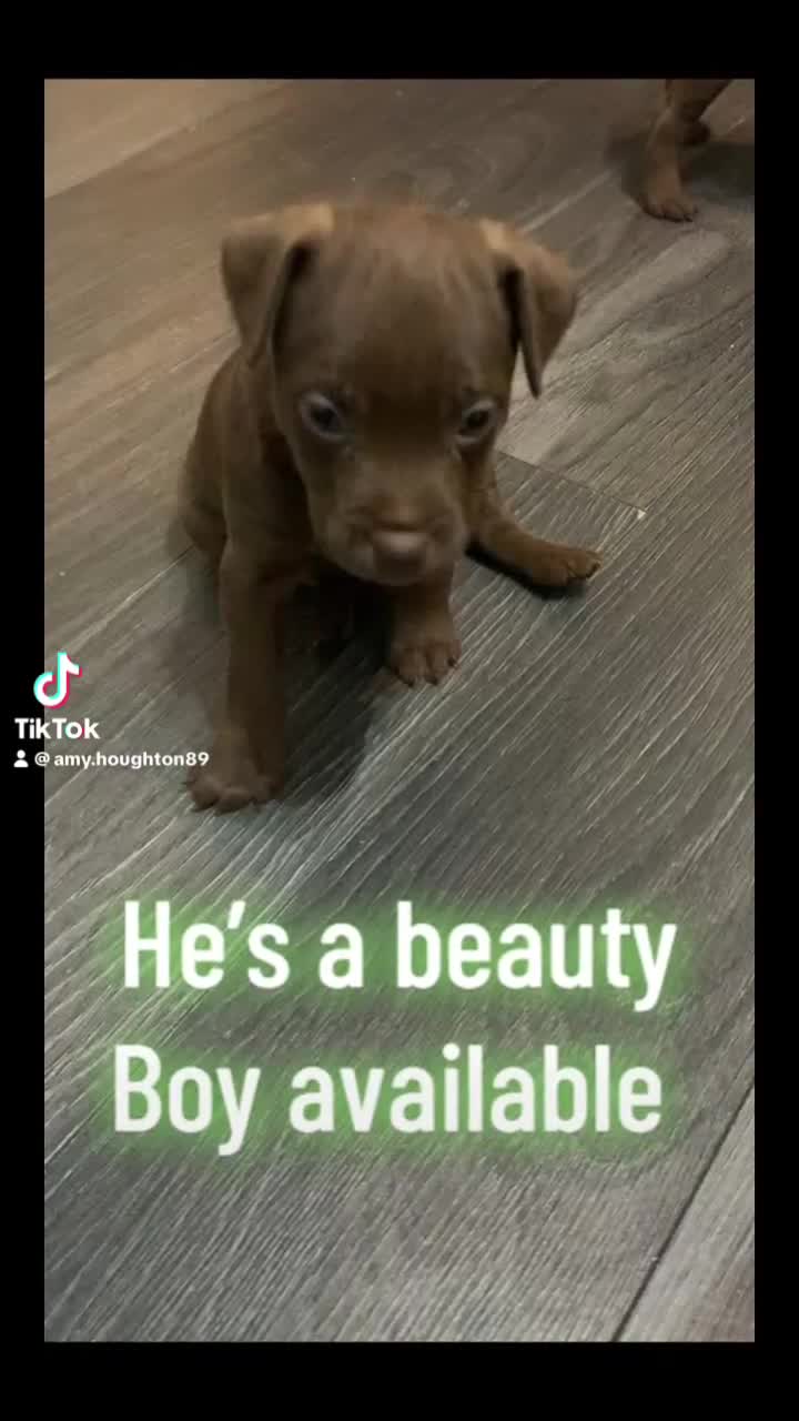 Patterdale Terrier dogs for sale: chocolate patterdale terriers  - Video 3