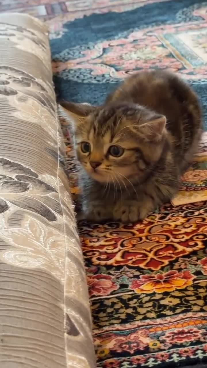 Scottish Fold cats for sale: Tiger kitten - Video 1