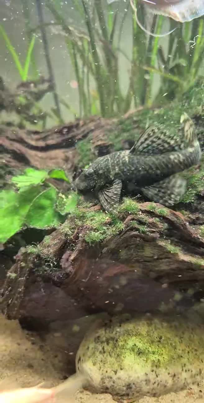 Angelfish fish for sale: Tropical fish looking for new home  - Video 4